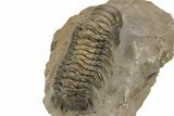 Beautiful Crotalocephalina Trilobite - Atchana, Morocco #235664-5
